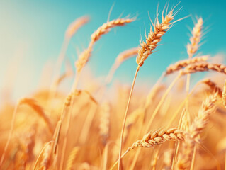 Fototapeta premium Golden Wheat Stalks Swaying in a Summer Field