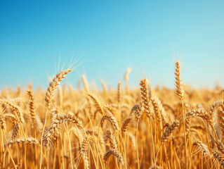 Fototapeta premium Golden Wheat Stalks Under a Clear Blue Sky
