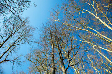 branches against sky