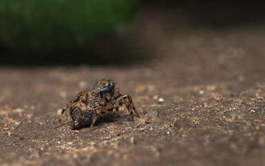 Jumping spider