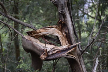 Madeira velha e rachada