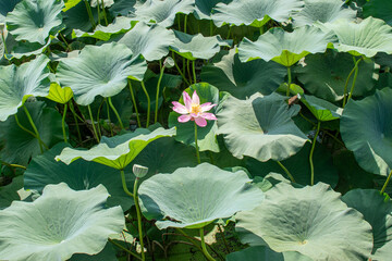lotus flower in big leaf