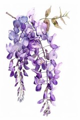 Obraz premium A watercolor illustration of purple wisteria flowers on a white background.