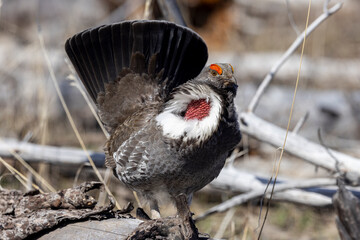 Spruce Grouse in Spring in Yellowstoen National park Wyoming