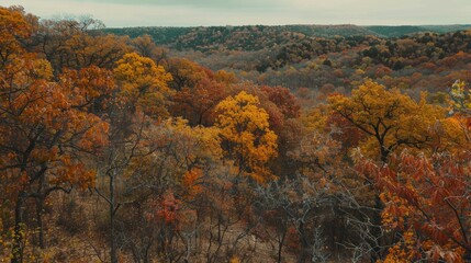Fototapeta premium A breathtaking view of a dense forest in autumn with vibrant hues of yellow, orange, and red, stretching across rolling hills under a cloudy sky.