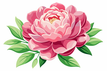 Single Pink Peony Blossom with Green Leaves
