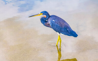 Tricolor heron egret bird in lake river water Mexico.