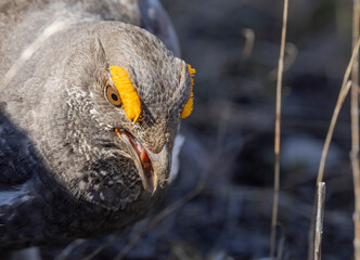 Spruce Grouse in Spring in Yellowstoen National park Wyoming