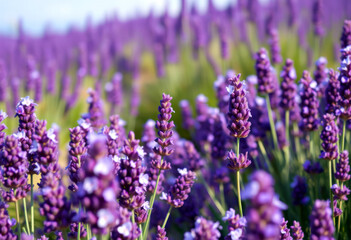 Peaceful Lavender Field with Detailed Blossoms