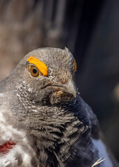 Spruce Grouse in Spring in Yellowstoen National park Wyoming