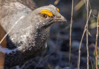 Spruce Grouse in Spring in Yellowstoen National park Wyoming