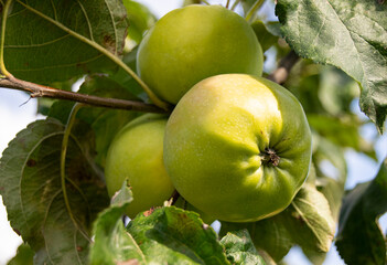 Green apples grow on a tree. The fruit is fresh, ripe, juicy. Summer garden, close-up. Agricultural products of Europe.