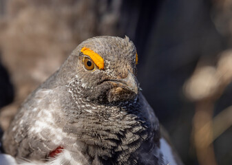 Spruce Grouse in Spring in Yellowstoen National park Wyoming