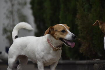 Três cães Jack Russel terrier felizes com uma bola
