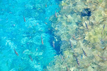 珊瑚礁の海を泳ぐカラフルな魚たち