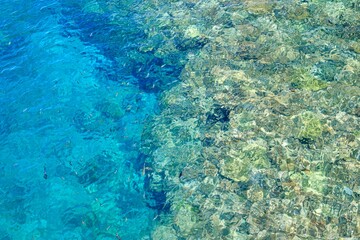 珊瑚礁の海を泳ぐカラフルな魚たち