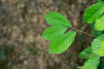 green leaves