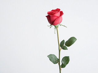 Fototapeta premium A single red rose with green leaves, symbolizing love and romance, isolated on a white background