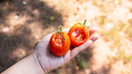 Picking ripen tomatoes in harvest season. The tomatoes are organic so once they are naturally...
