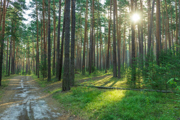 A dirt path winds its way through a dense pine forest, sunlight streaming through the tall trees...