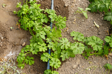 medicinal bitter melon plant planted in the garden, close-up of bitter melon plant,