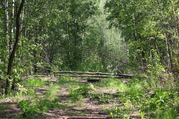 A tree was knocked down on a grassy forest road