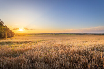 A field of tall grass with a sun setting in the background