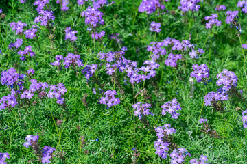 Purple flowers of verbena laciniata blooming in botanical garden. Flowering herbaceous perennial plant is slender vervain or tuberous. Hedge of verbenaceae family used in alternative medicine.