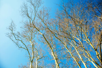 Fototapeta premium long bare trees under blue sky in the forest