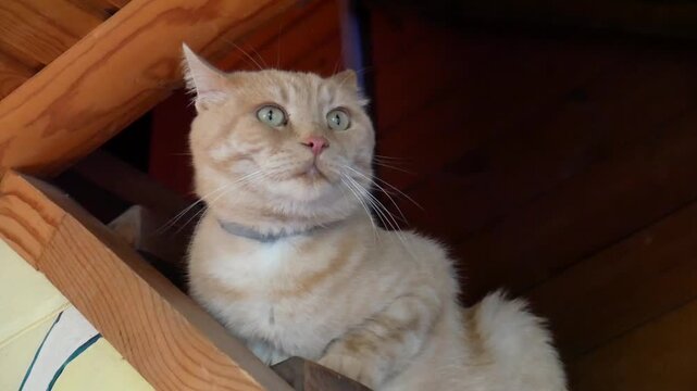 A cute pet cat sitting on the stairs