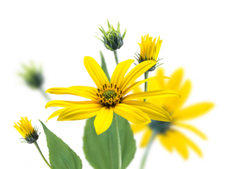 Jerusalem artichoke or sunroot yellow flowers, buds and leaves bouquet isolated transparent png