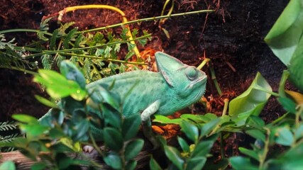 A green chameloen is perched on a branch in a cage that resembles a colorful rainforest.