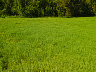 Landscape view from drone, green fields and forest, sky with white clouds. 