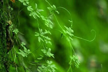 green vine plant 