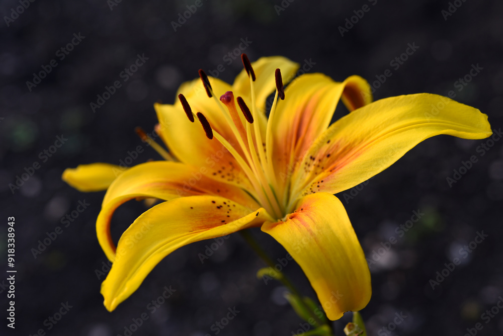 Wall mural Bright yellow tiger lily flowers. Lilium lancifolium.