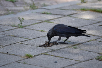 A western jackdaw, coloeus monedulu, eating an old banana peel on stone tiles. Closeup photo with shallow focus and copy-space. 