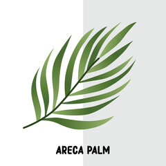 tropical leaf vector areca palm.eps