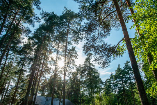 mixed forest with coniferous and deciduous trees near Manchester