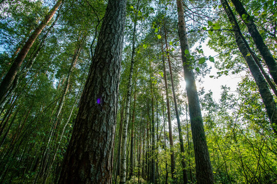 mixed forest with coniferous and deciduous trees near Manchester