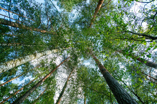 mixed forest with coniferous and deciduous trees near city of  England (Wales, Scotland) - low angle view on tops of trees in summer