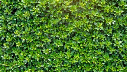 Fototapeta premium green leaves on wall for background 
