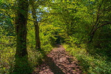 Morning in a green summer forest illuminated by bright sunlight