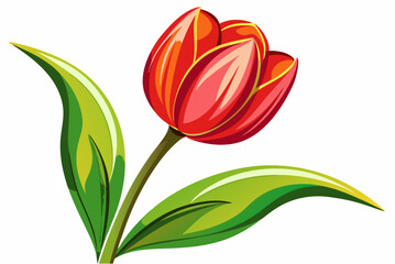 Fototapeta premium A Single Red Tulip with Green Leaves