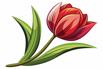 Fototapeta premium Single Red Tulip with Green Leaves on White Background