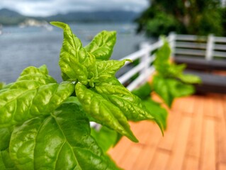 Fototapeta premium close-up of green leaves with blurred exotic sea on the background