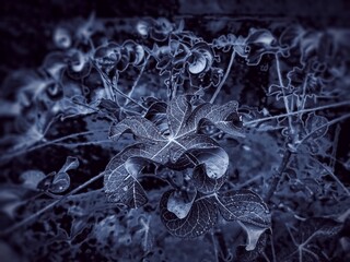 fresh leaf plant with cool dark background