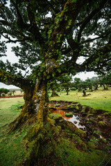 Fanal Forest. Misty forest in Fanal.  Old laurel tree in laurel tree forest in madeira in Portugal