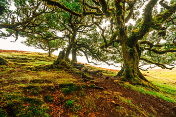 Fanal Forest. Misty forest in Fanal.  Old laurel tree in laurel tree forest in madeira in Portugal