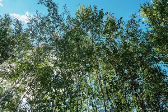 Amazing birch tree grove in England (Wales, Scotland Northern Ireland)