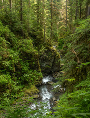 Sol Duc River Rushes Through Canyon Dripping In Green Vegitation